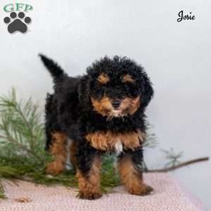 Josie, Miniature Poodle Puppy