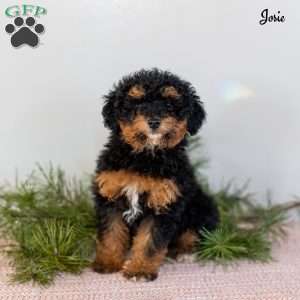 Josie, Miniature Poodle Puppy