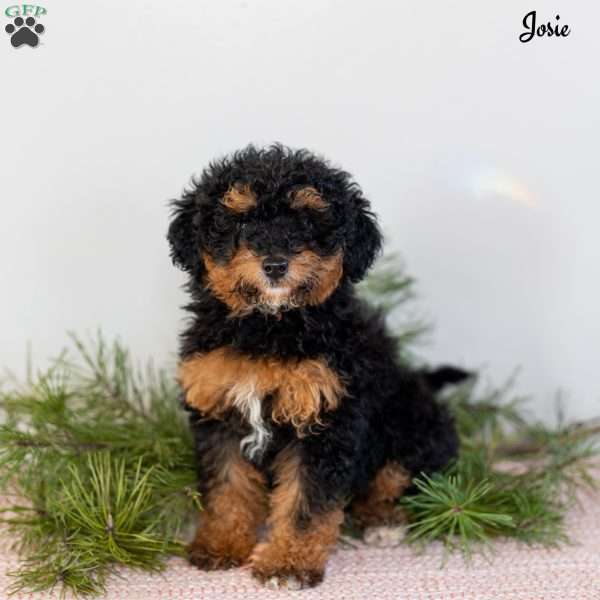 Josie, Miniature Poodle Puppy