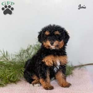 Josie, Miniature Poodle Puppy