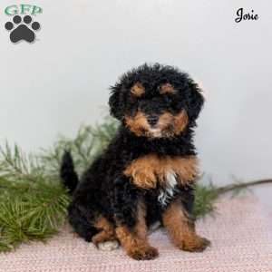 Josie, Miniature Poodle Puppy