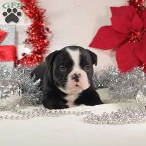 Tater Tot, English Bulldog Mix Puppy