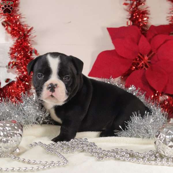 Tater Tot, English Bulldog Mix Puppy