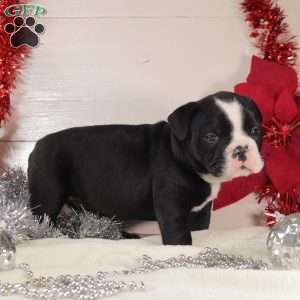 Tater Tot, English Bulldog Mix Puppy