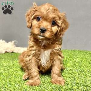Ralph, Cavapoo Puppy