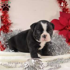 Tater Tot, English Bulldog Mix Puppy