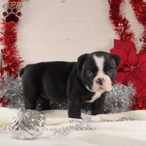 Tater Tot, English Bulldog Mix Puppy