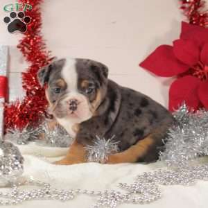 T Bone, English Bulldog Mix Puppy