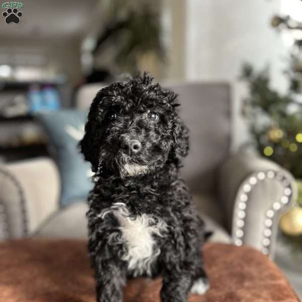 Bo, Portuguese Water Dog Mix Puppy