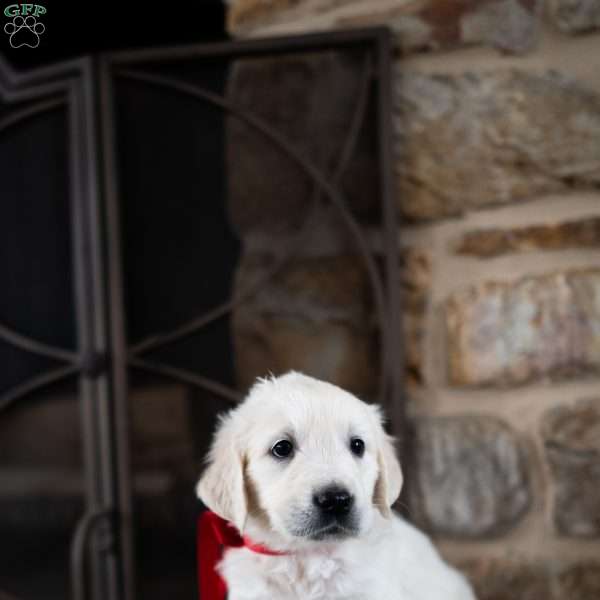 Jules, English Cream Golden Retriever Puppy