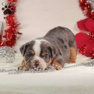 T Bone, English Bulldog Mix Puppy