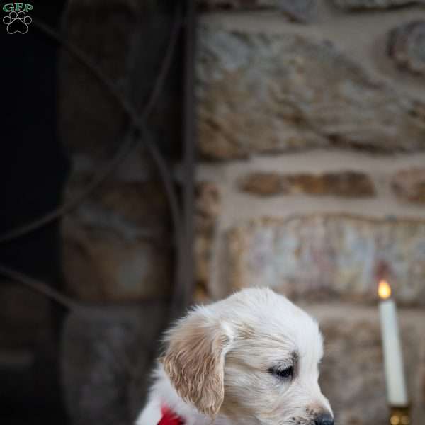 Jax, English Cream Golden Retriever Puppy
