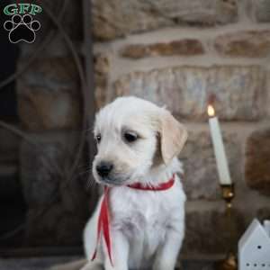 Jax, English Cream Golden Retriever Puppy