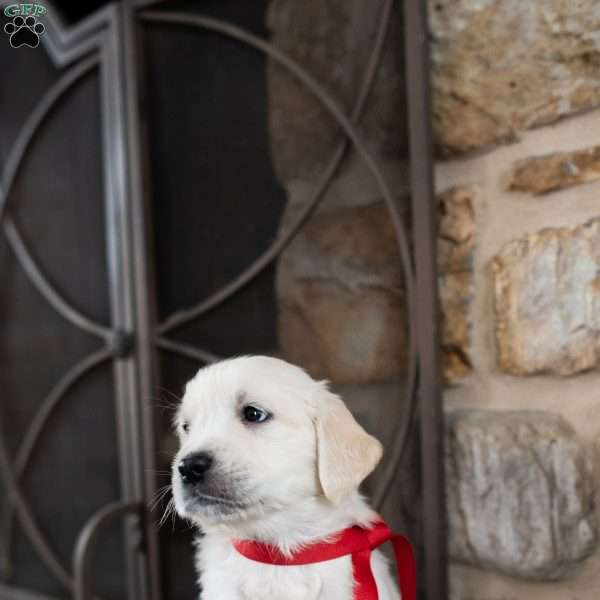 Cassy, English Cream Golden Retriever Puppy