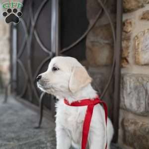 Cassy, English Cream Golden Retriever Puppy