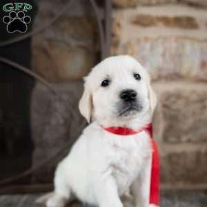 Cassy, English Cream Golden Retriever Puppy