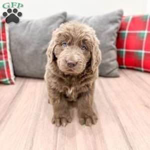 Violet, Newfoundland Puppy