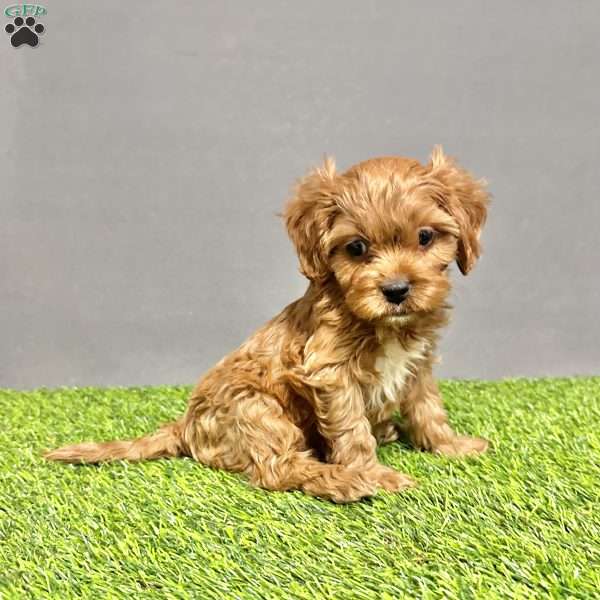 Ralph, Cavapoo Puppy