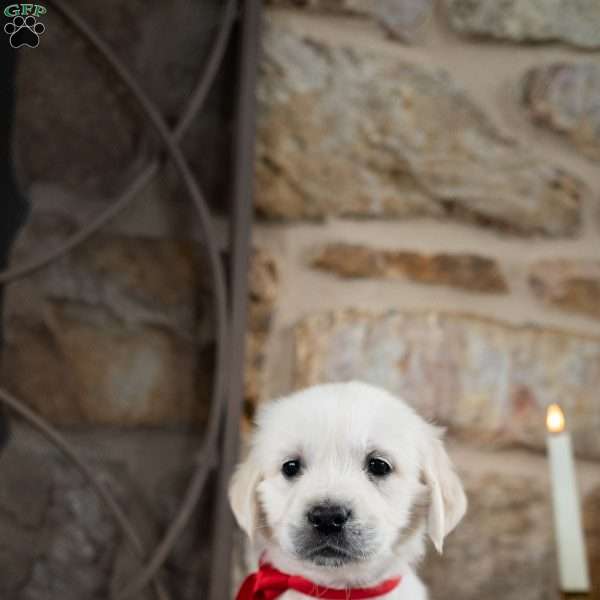 Cammy, English Cream Golden Retriever Puppy