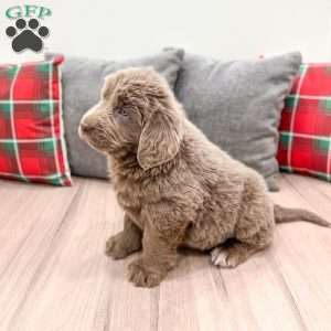 Violet, Newfoundland Puppy