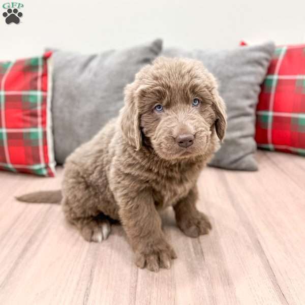 Violet, Newfoundland Puppy