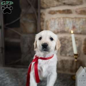 Cara, English Cream Golden Retriever Puppy