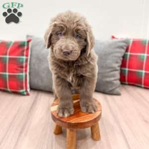 Violet, Newfoundland Puppy