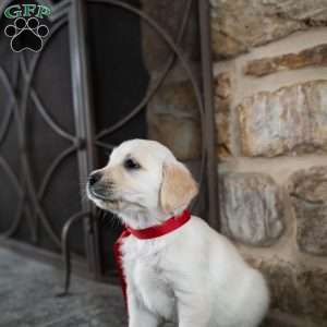 Cara, English Cream Golden Retriever Puppy