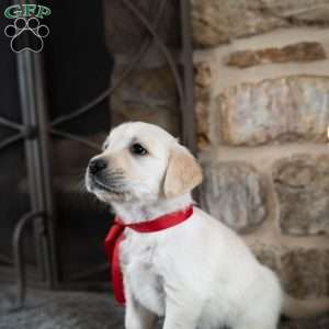 Cara, English Cream Golden Retriever Puppy