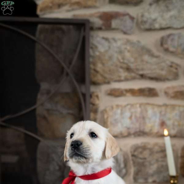 Cara, English Cream Golden Retriever Puppy