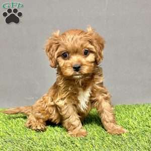 Ralph, Cavapoo Puppy