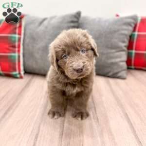 Trixie, Newfoundland Puppy
