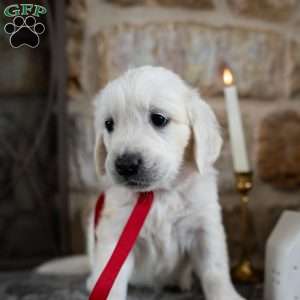 Cory, English Cream Golden Retriever Puppy
