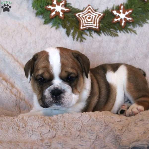 Teddy, Beabull Puppy