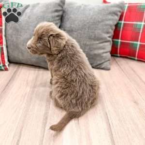 Trixie, Newfoundland Puppy