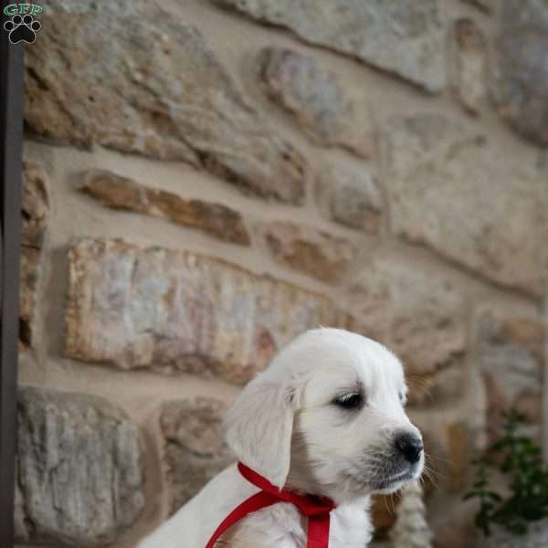 Cory, English Cream Golden Retriever Puppy