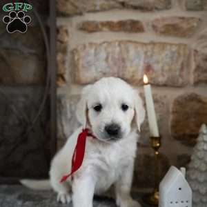 Cory, English Cream Golden Retriever Puppy