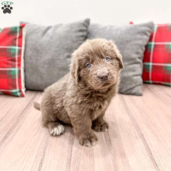 Trixie, Newfoundland Puppy