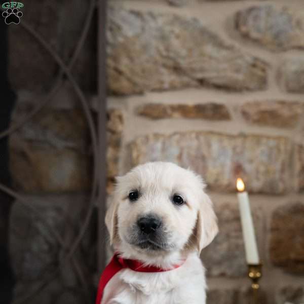 Cash, English Cream Golden Retriever Puppy