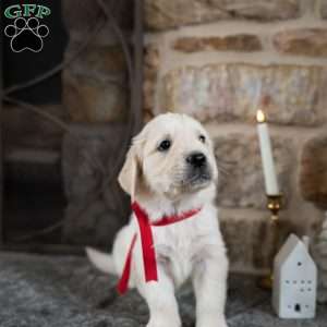 Cash, English Cream Golden Retriever Puppy