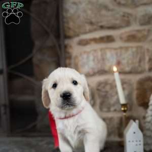 Cash, English Cream Golden Retriever Puppy