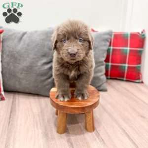 Trixie, Newfoundland Puppy