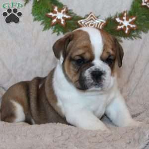 Teddy, Beabull Puppy