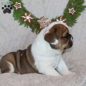 Teddy, Beabull Puppy