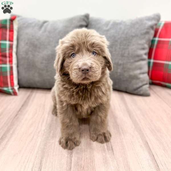 Aspen, Newfoundland Puppy