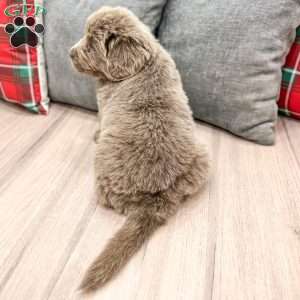 Aspen, Newfoundland Puppy