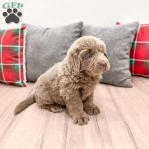 Aspen, Newfoundland Puppy