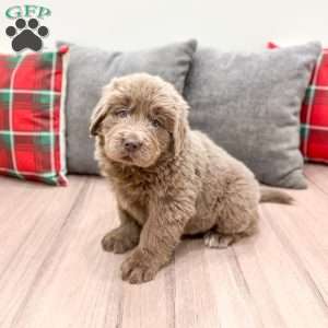 Aspen, Newfoundland Puppy