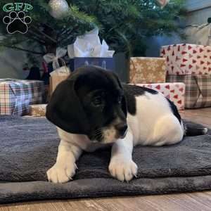 Mia, Beagle Mix Puppy