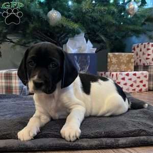 Mia, Beagle Mix Puppy